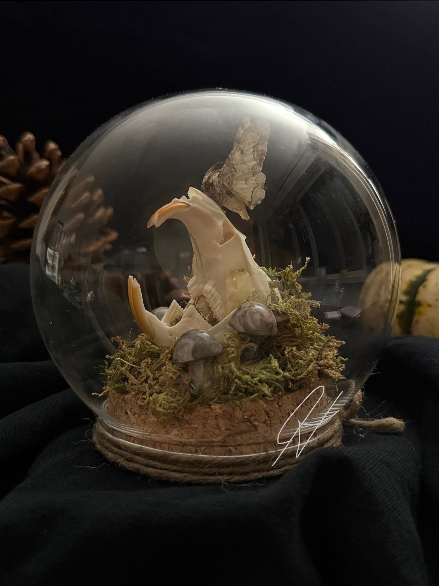 Muskrat Skull with Moth
