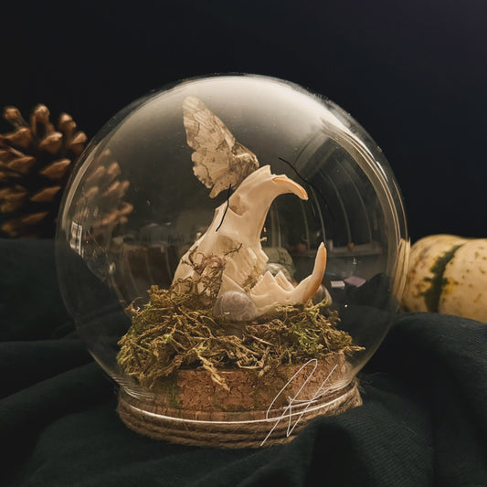 Muskrat Skull with Moth